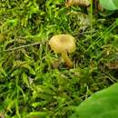 Imagem de Hygrocybe deceptiva (A. H. Sm. & Hesler) Leelav., Manim. & Arnolds 2006