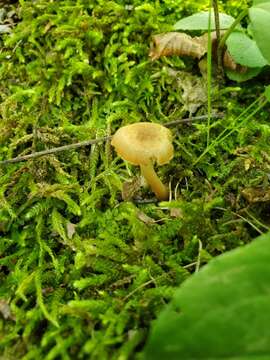 Imagem de Hygrocybe deceptiva (A. H. Sm. & Hesler) Leelav., Manim. & Arnolds 2006