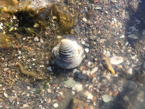 Image of quahog