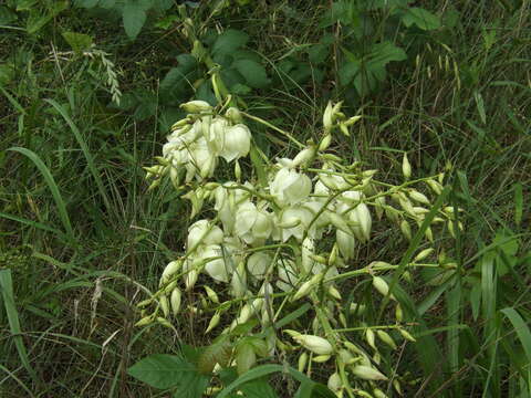 Image of Brazos River yucca