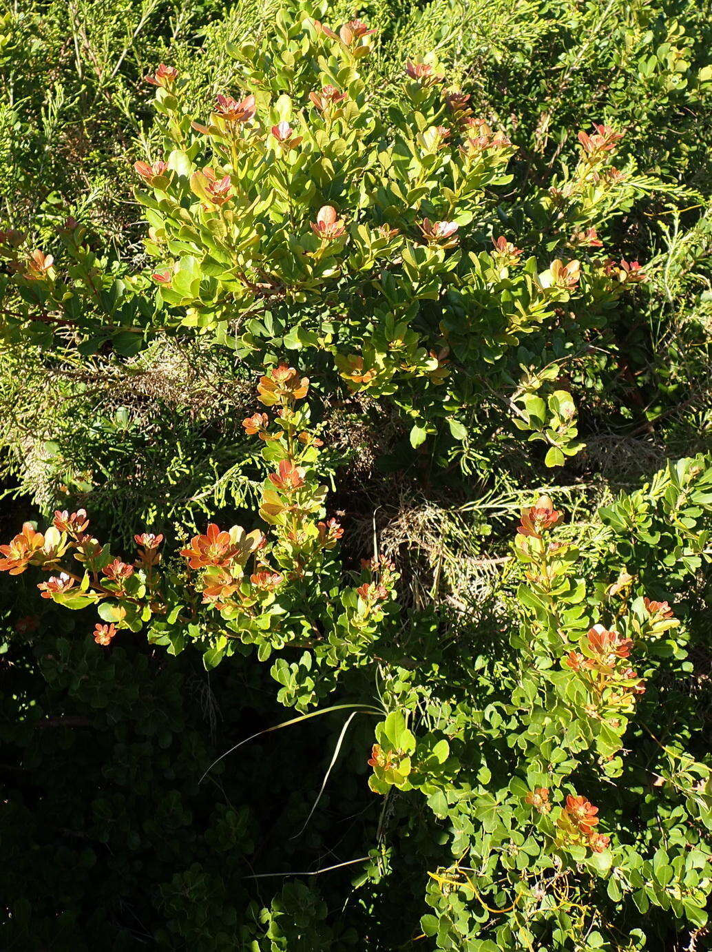 Image of Searsia crenata (Thunb.) Moffett