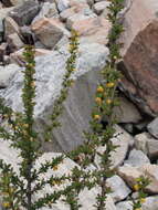 Image of Berberis sibirica Pall.