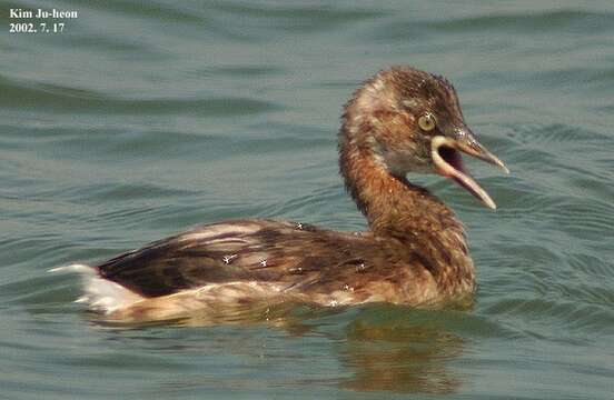 Image of Little Grebe