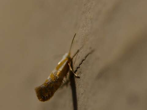 Imagem de Argyresthia freyella Walsingham 1890