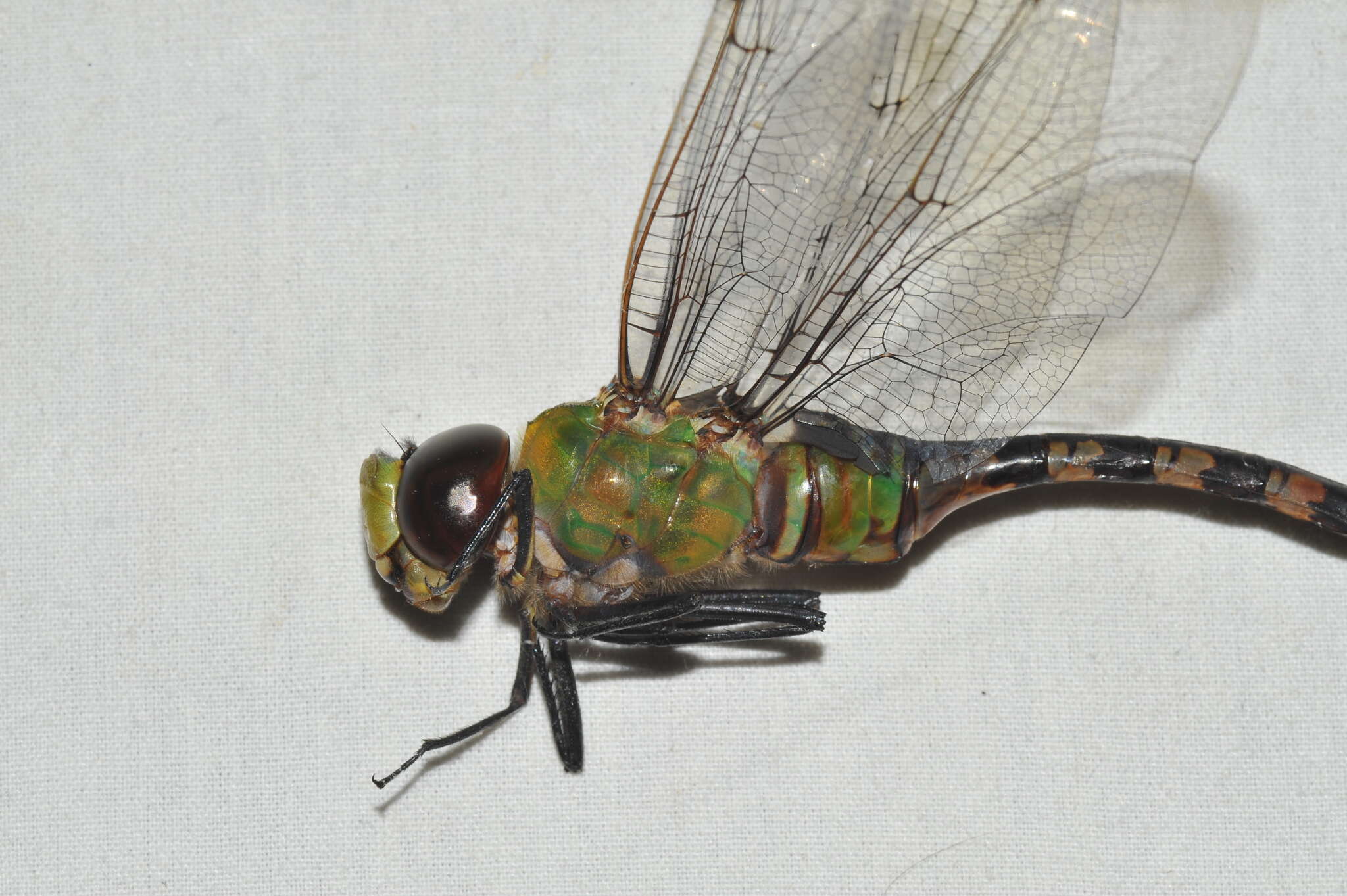 Image of Amazon Darner