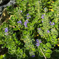 Image of Veronica benthamii Hook. fil.