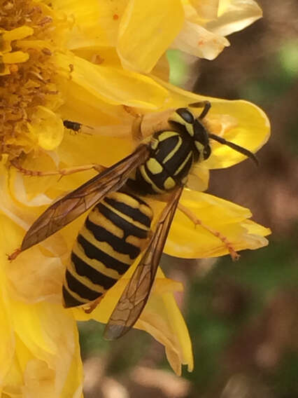 Vespula squamosa (Drury 1770) resmi