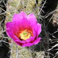 Image de Echinocereus enneacanthus subsp. brevispinus (W. O. Moore) N. P. Taylor