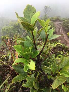 Image of Oahu False Ohelo