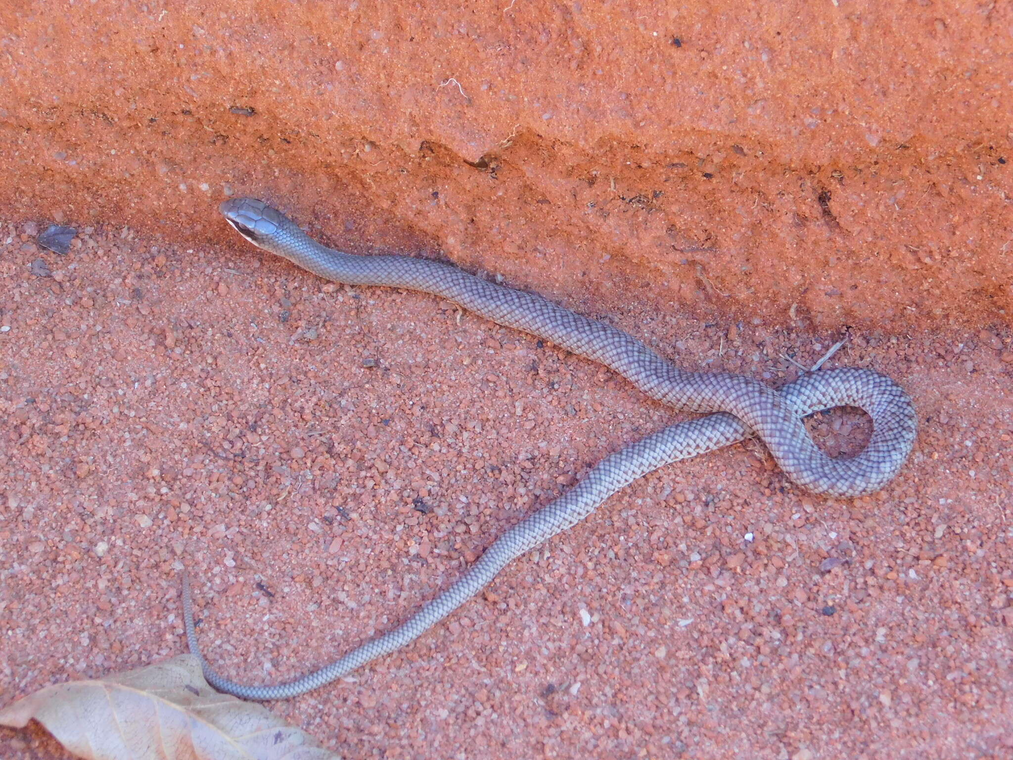 Image of Rufous Beaked Snake