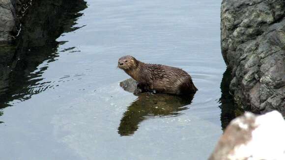 Image of Marine Otter