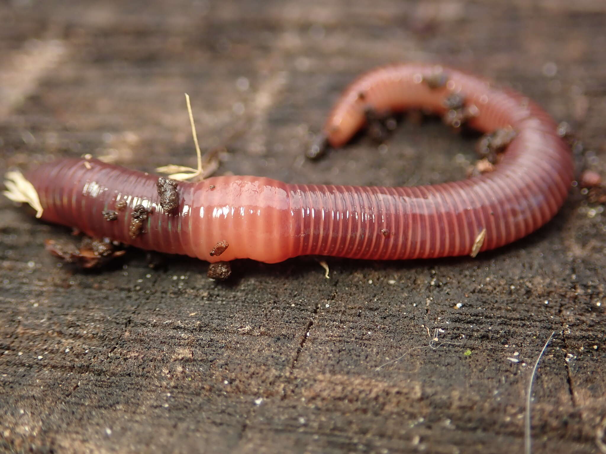 Image of Red wiggler, manure worm, soilution worm, brandling worm, english redworm