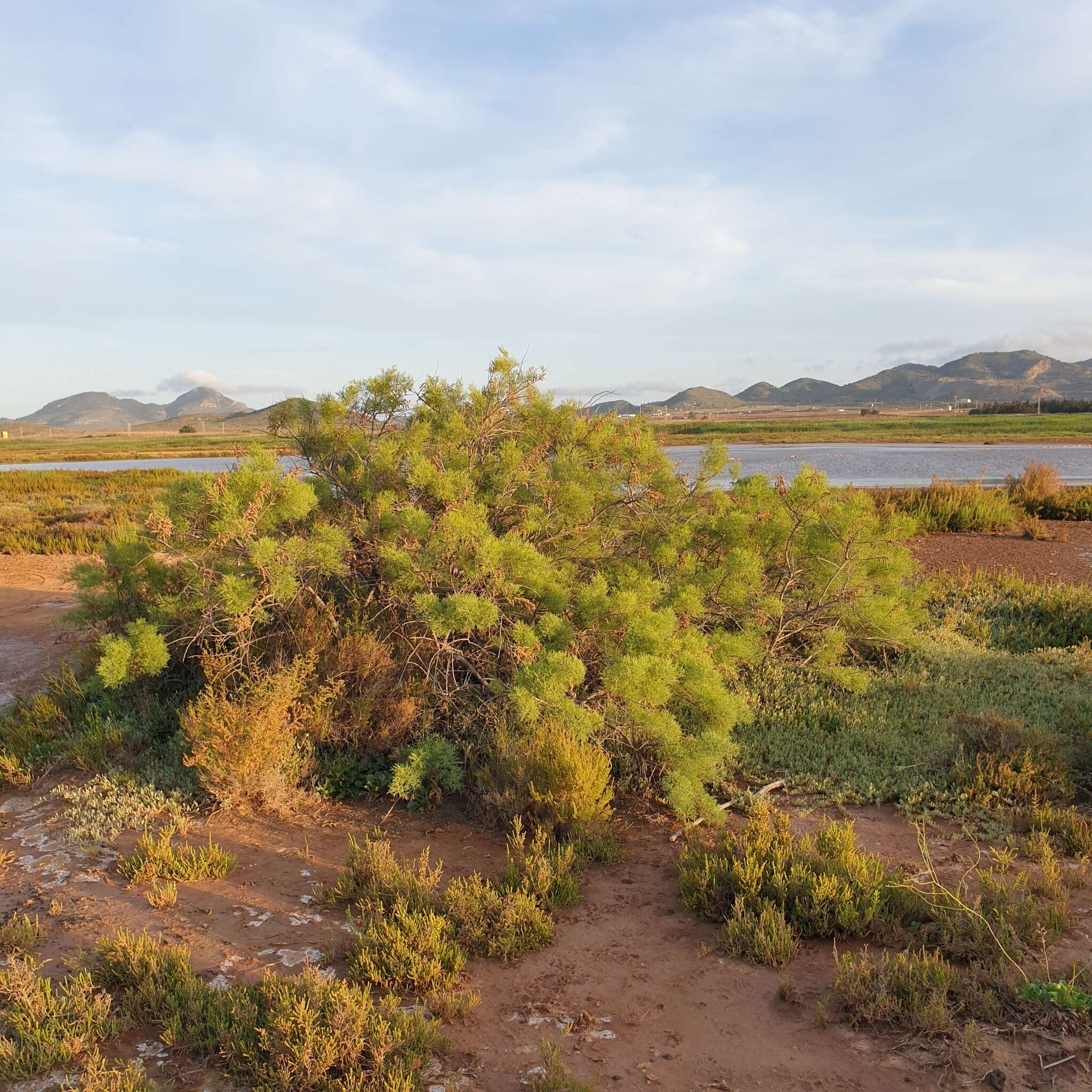 Image of Tamarix boveana Bunge