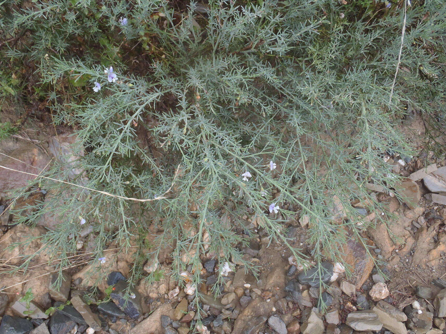 Image de <i>Psoralea forbesiae</i>