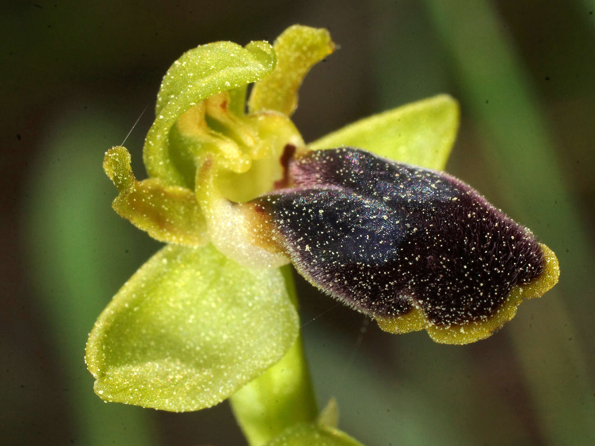 Image of Ophrys fusca subsp. cinereophila (Paulus & Gack) Faurh.