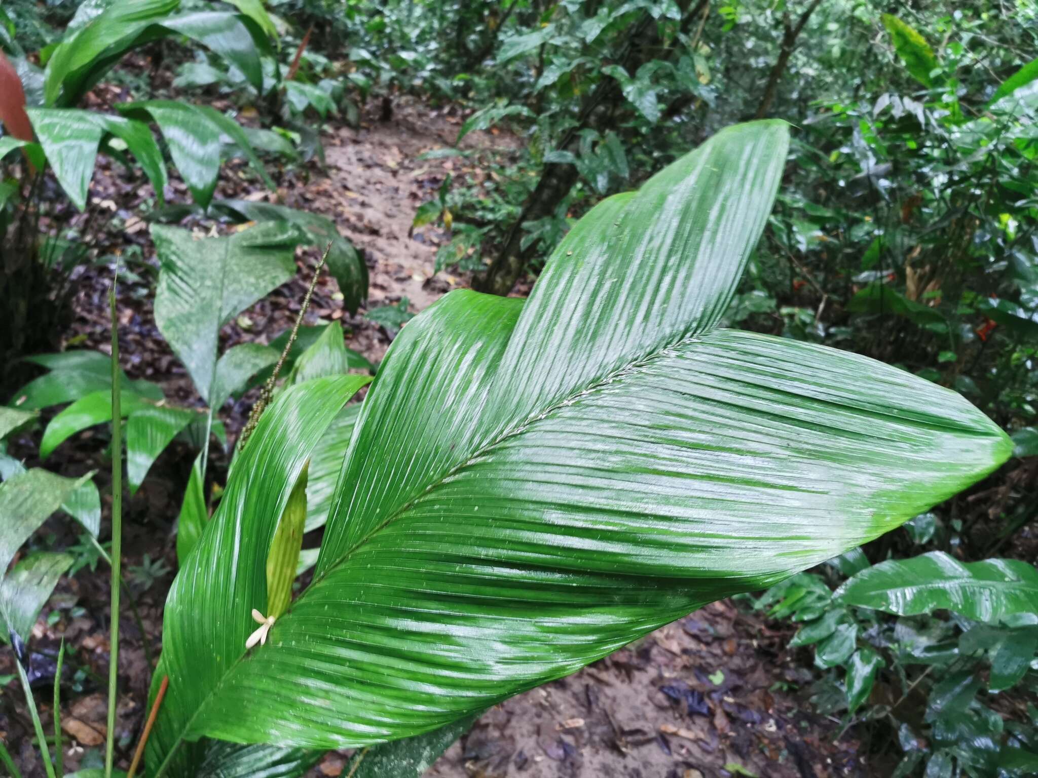 Imagem de Chamaedorea pauciflora Mart.