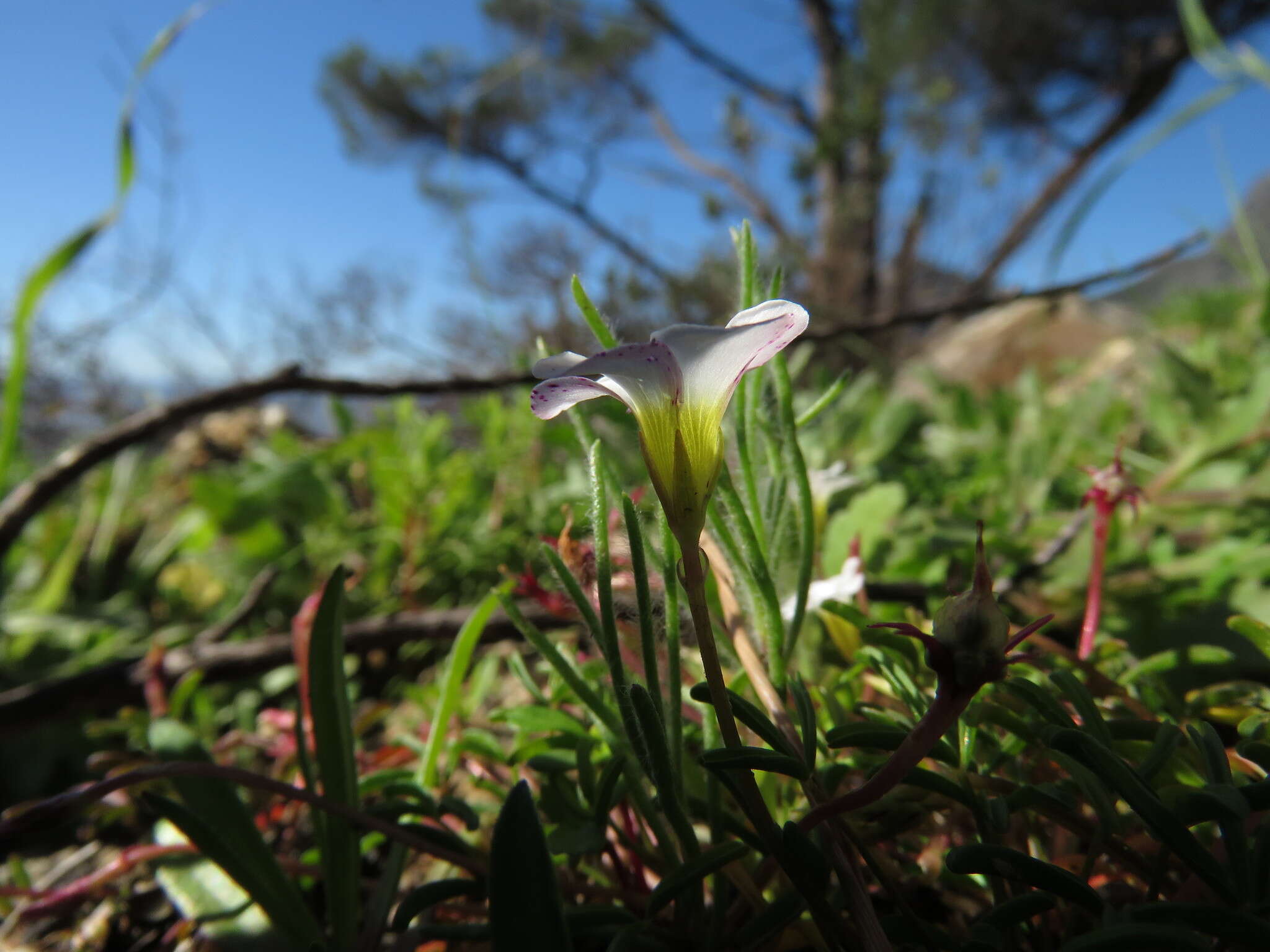 Image of Oxalis pusilla Jacq.