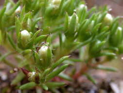 Image of Hyalosperma demissum (A. Gray) P. G. Wilson