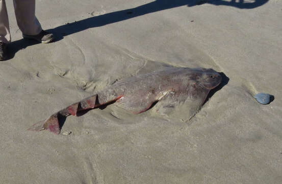 Image of Pacific Angel Shark