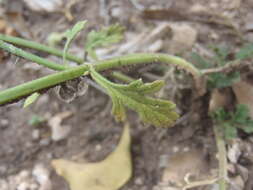 Image of Rio Grande Vervain