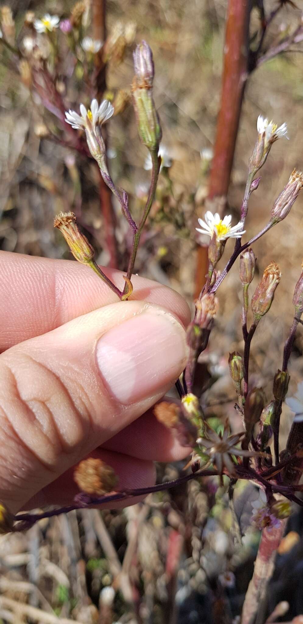 Imagem de Symphyotrichum subulatum var. parviflorum (Nees) S. D. Sundberg