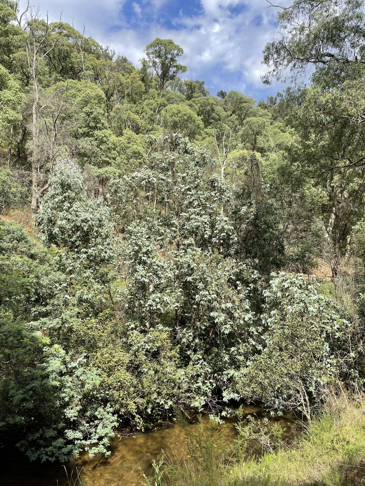 Image of Eucalyptus neglecta Maiden