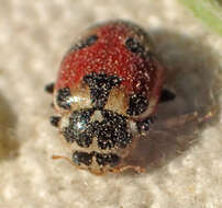 Image of Hippodamia apicalis Casey 1899