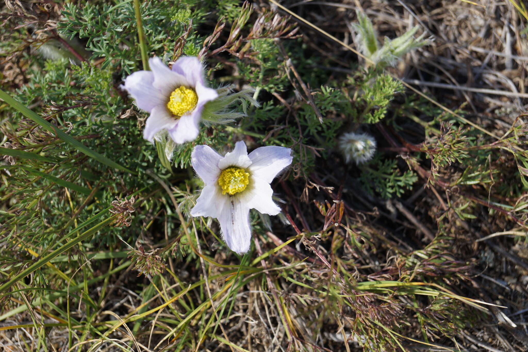 صورة Pulsatilla tenuiloba (Hayek) Juzepczuk