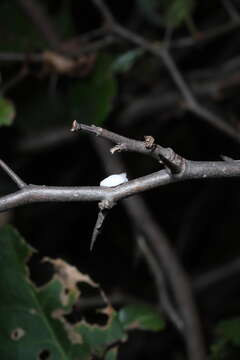 Image of Scale insect