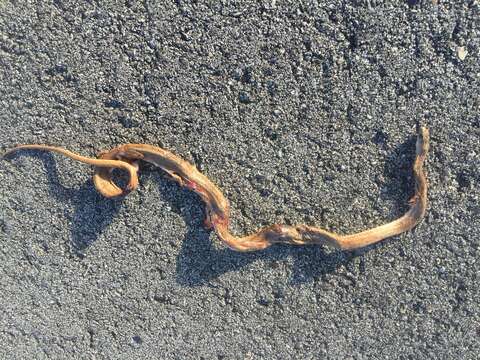 Image of Florida brown snake