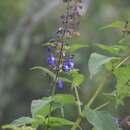 Salvia stachydifolia Benth. resmi