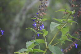 Image of Salvia stachydifolia Benth.