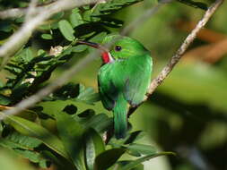 Image of Puerto Rican Tody