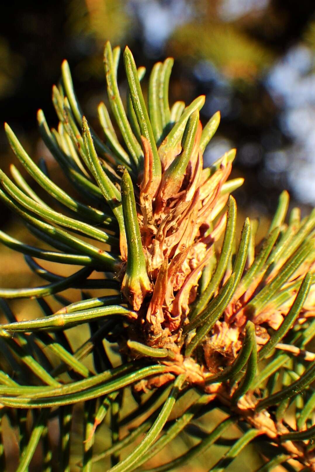 Image of Pineus (Pineus) similis (Gillette 1907)