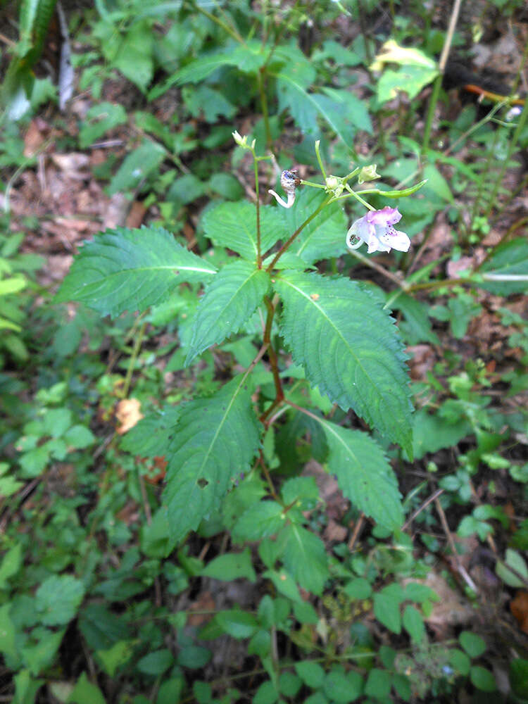 Image de Impatiens furcillata Hemsl. ex Forb. & Hemsl.