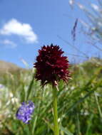 Gymnadenia austriaca var. gallica (E. Breiner & R. Breiner) P. Delforge resmi