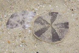 Image of cake sand dollar