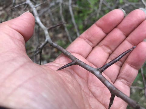 Image of Texas crab apple