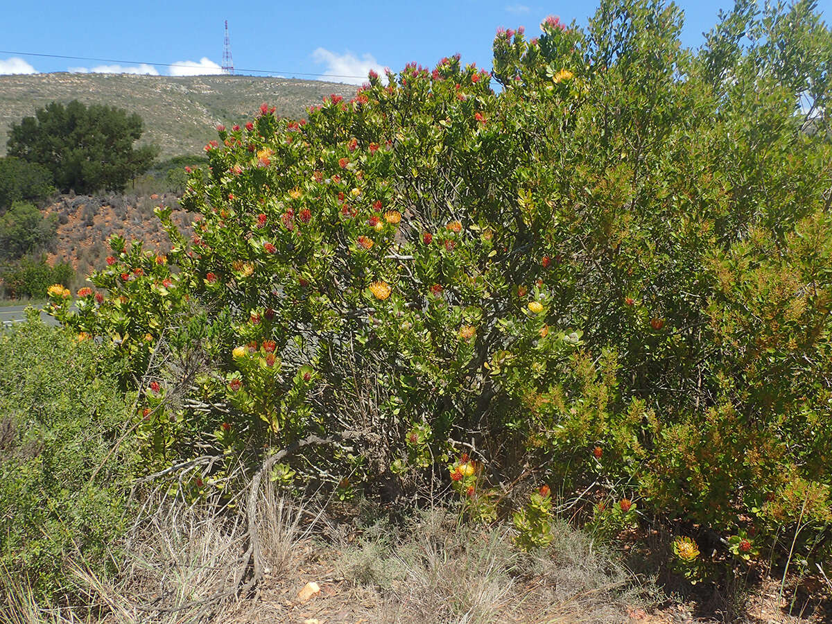 Image of Leucospermum praecox Rourke