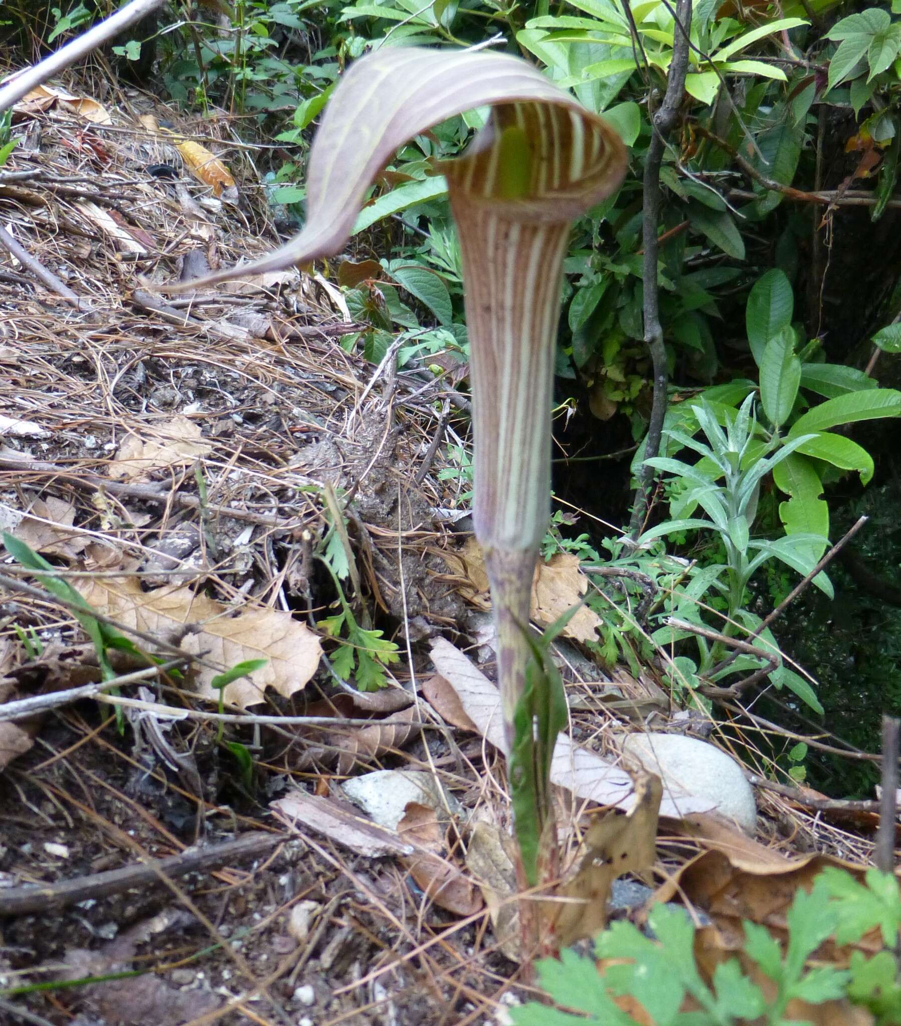 Imagem de Arisaema erubescens (Wall.) Schott