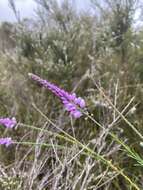 Image of Liniment Plant