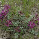 Image of Astragalus cuscutae Bunge