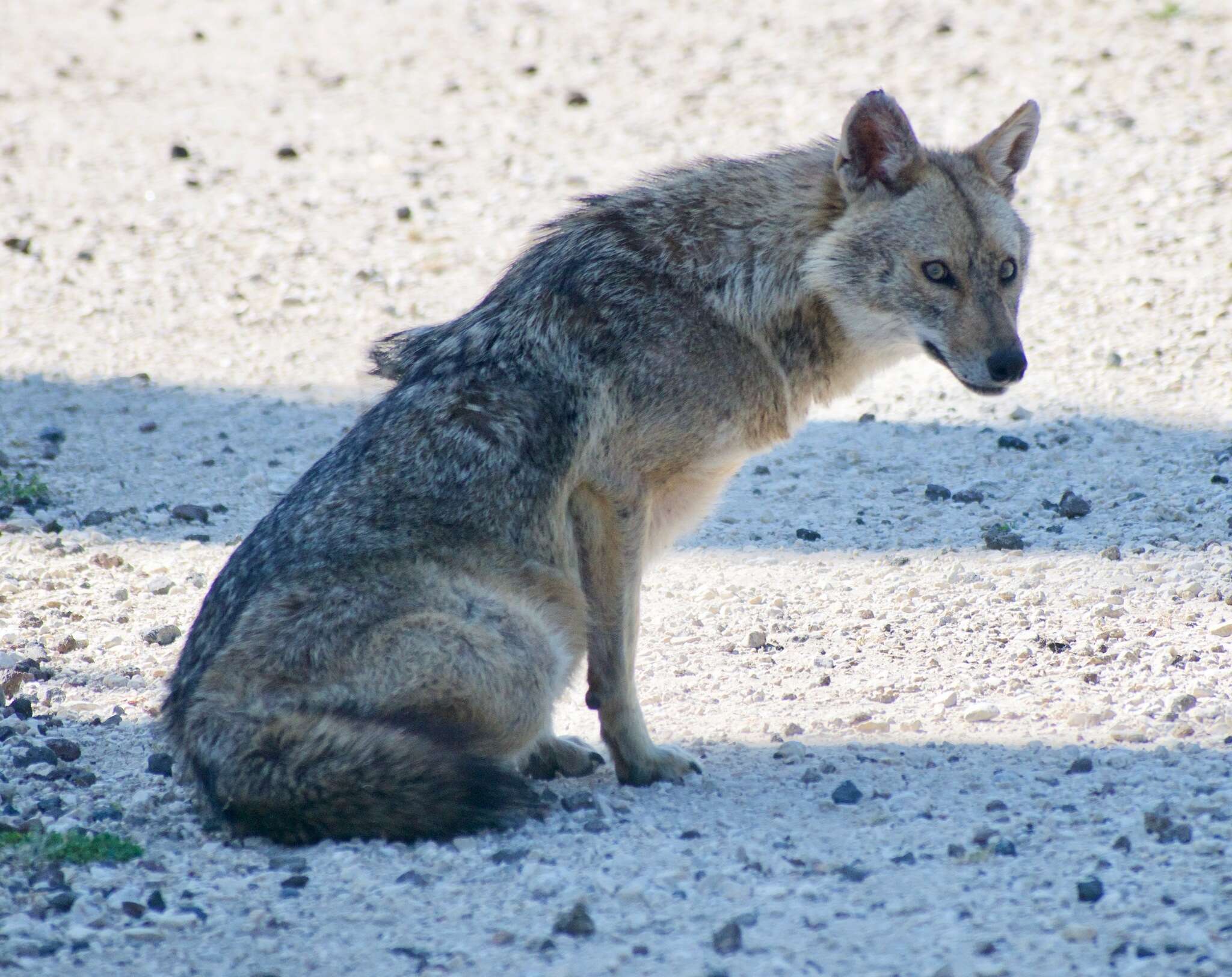 Image of Syrian jackal