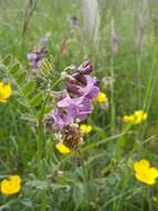 Plancia ëd Vicia sepium L.