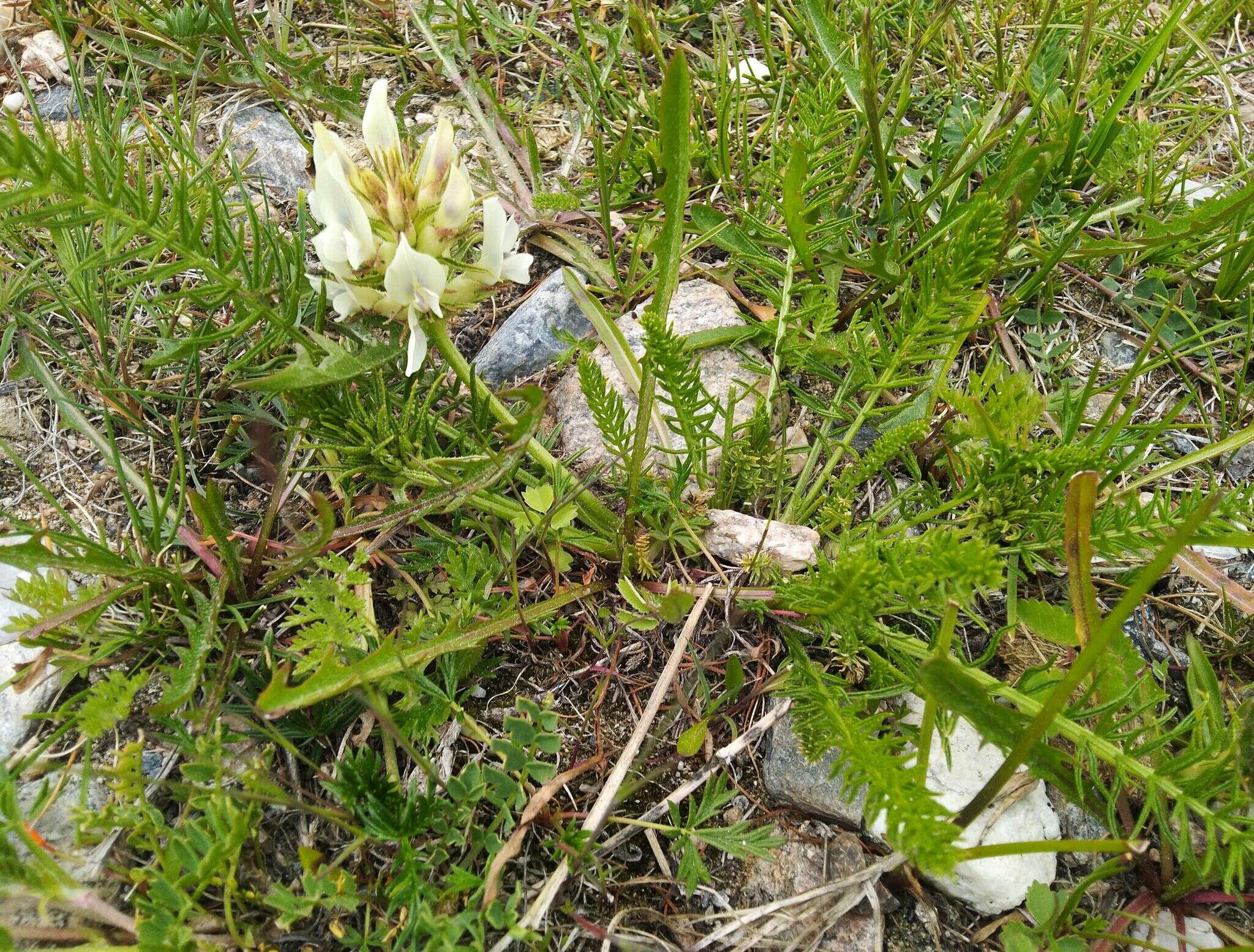 Oxytropis muricata (Pall.) DC. resmi