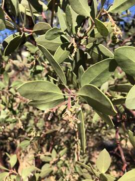 Image of Konocti manzanita