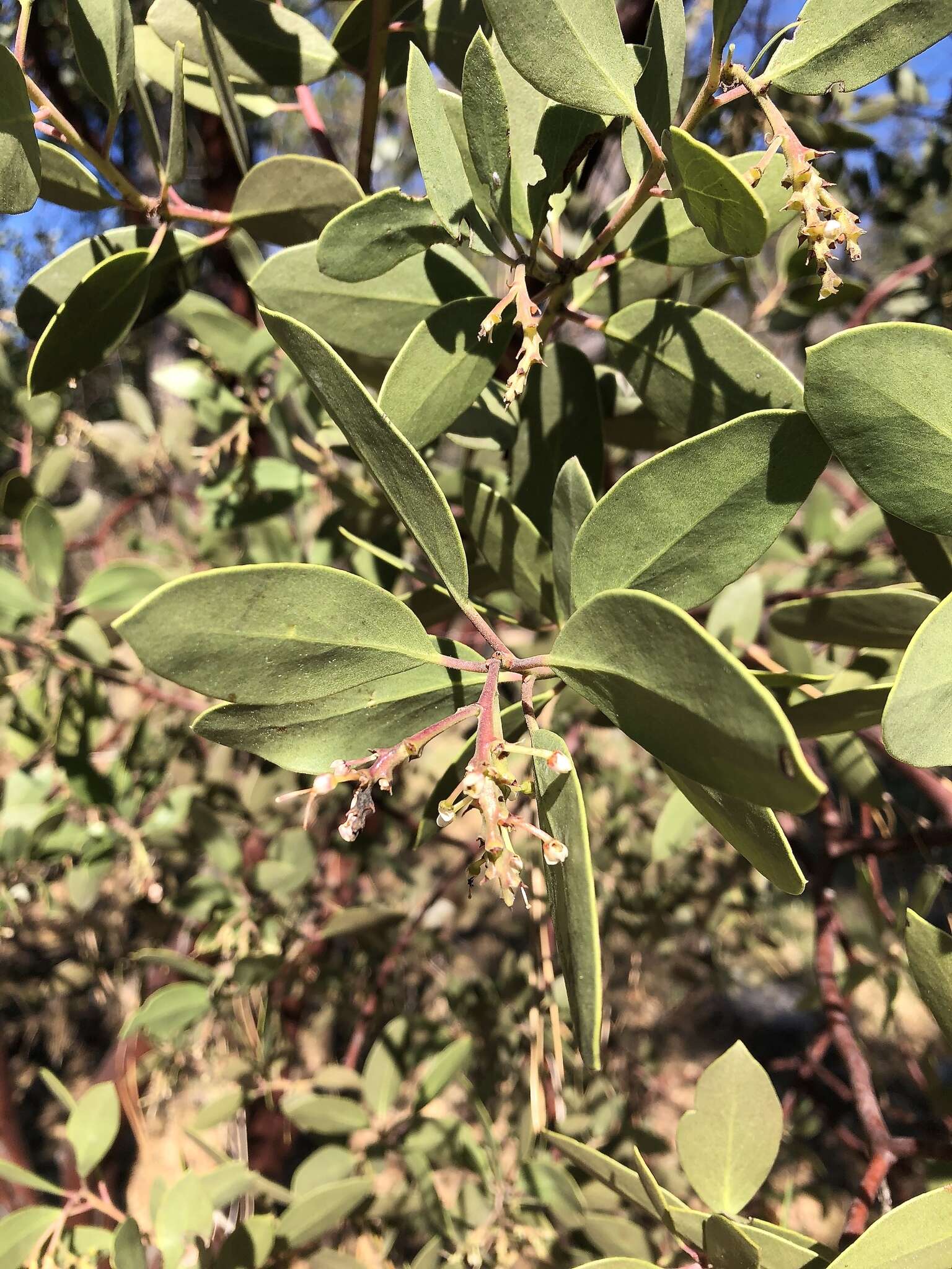 Слика од Arctostaphylos manzanita subsp. elegans (Eastw.) P. V. Wells