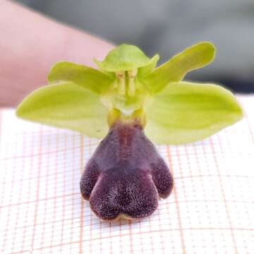 Image of Ophrys omegaifera subsp. hayekii (H. Fleischm. & Soó) Kreutz