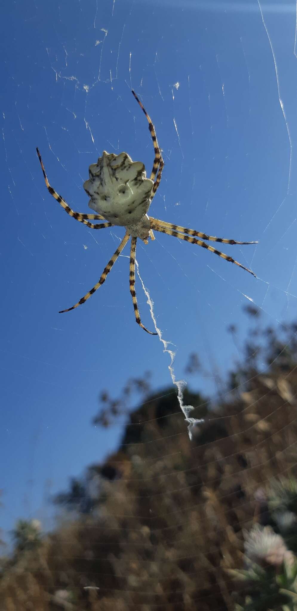 Image of Argiope lobata (Pallas 1772)