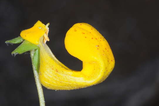 Image of Calceolaria polyrrhiza Cav.